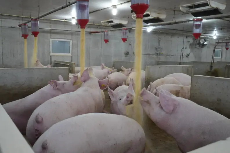 Loose sows with drop feed.