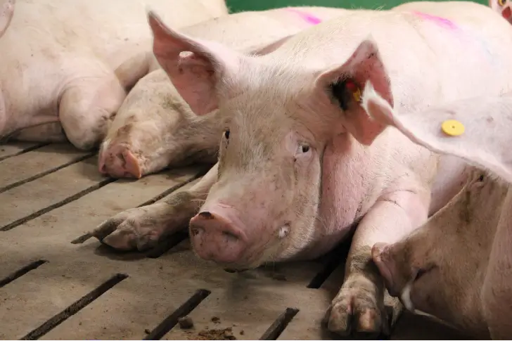 Heat stress management in sows: Nutritional and environmental strategies