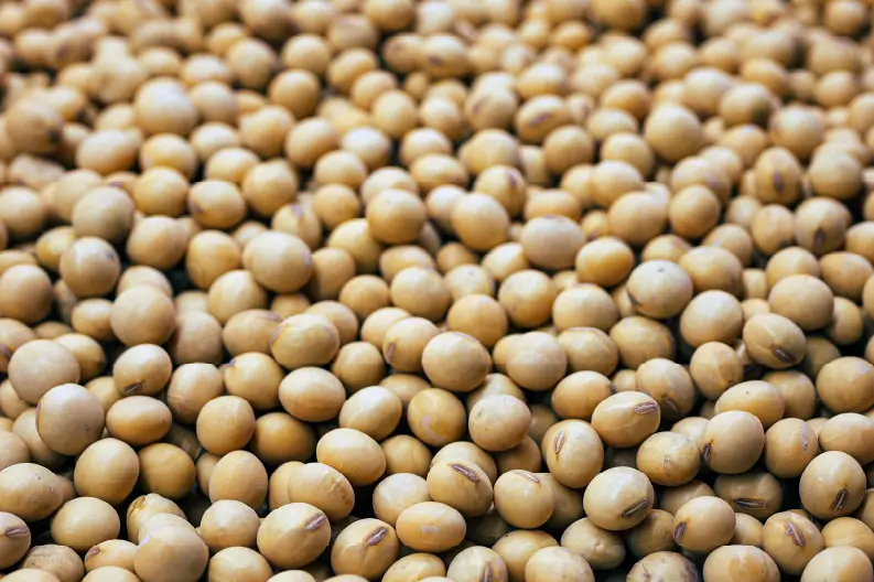 Close-up view of soybeans.