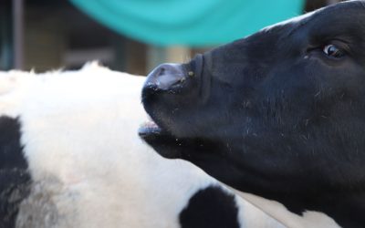 Pneumonia in Dairy Cows: What is Old is New Again
