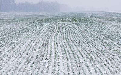 Winter Cereal Forage