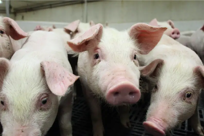 Three piglets.