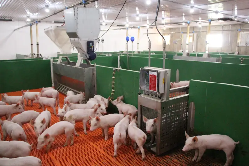 Piglets standing at weaner scale