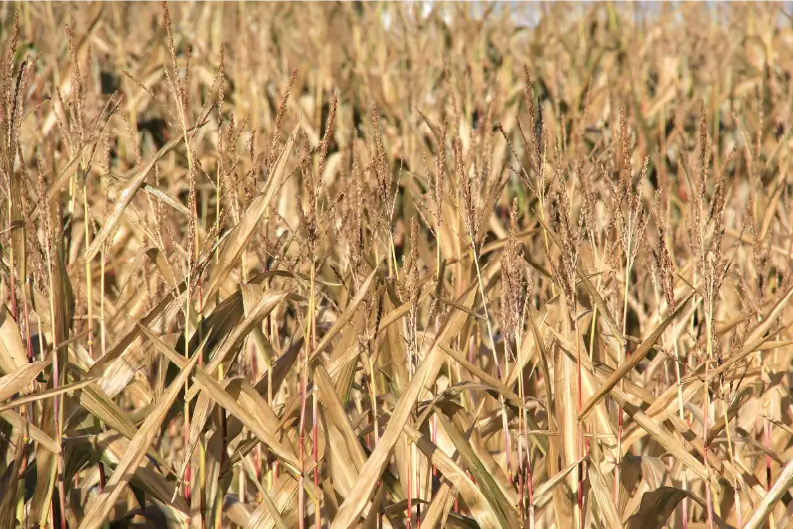 A field of corn.