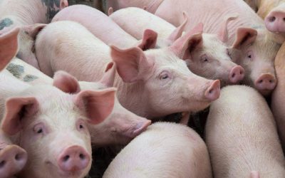 Knowledge is Power: Using Predicted Hog and Commodity Prices to Make Decisions