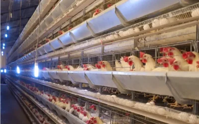 The Price of Coccidiosis: Understanding Its Economic Impact on Poultry Farms