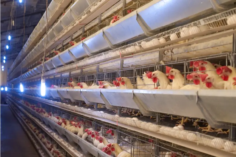 The Price of Coccidiosis: Understanding Its Economic Impact on Poultry Farms