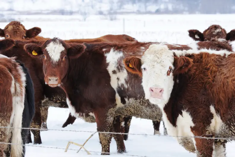 The impact of Beef x Dairy Crosses on the Beef Industry