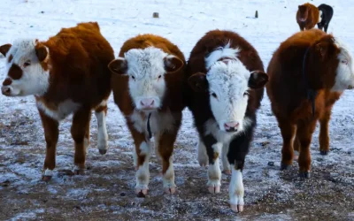 Weaning Calves for Optimal Success at the Next Stage