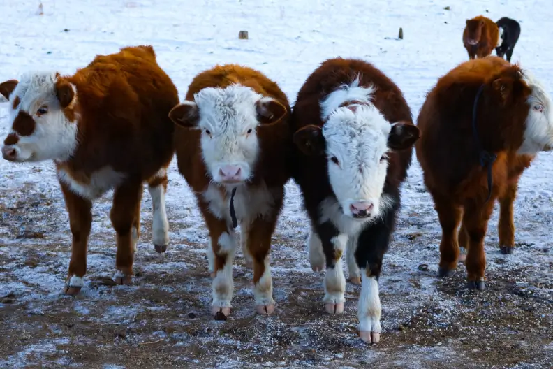 Weaning Calves for Optimal Success at the Next Stage