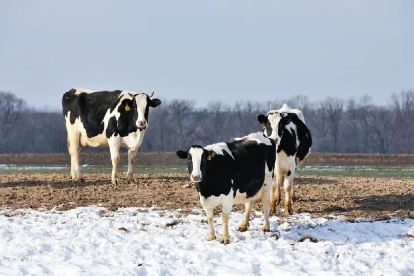 Three dairy cows standing in a snowy field.